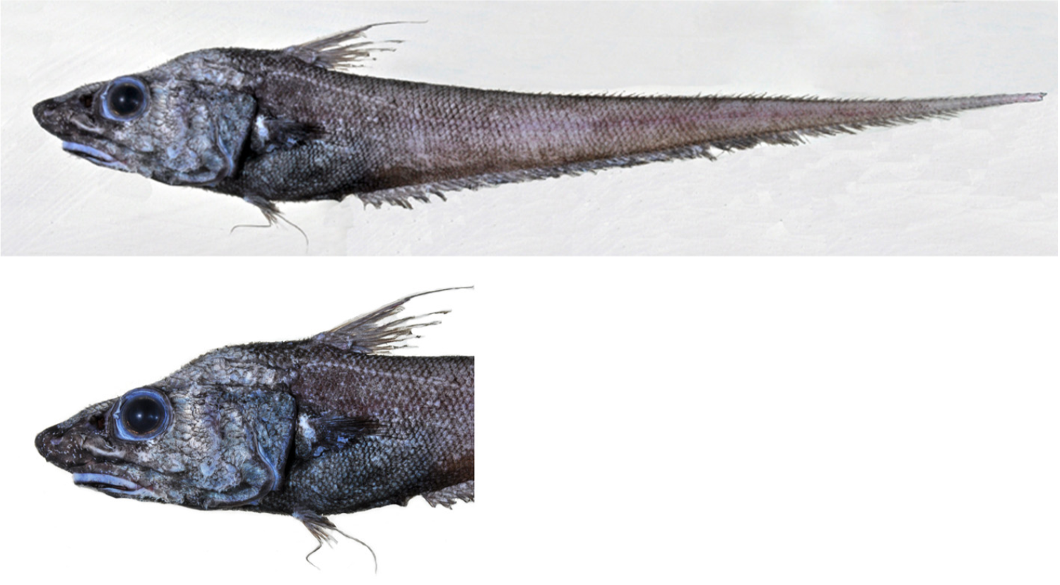 Coryphaenoides anguliceps (Coryphaenoides anguliceps) |commons:File:Coryphaenoides anguliceps;.png