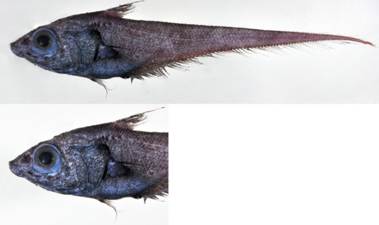 Coryphaenoides capito (Coryphaenoides capito) |commons:File:Coryphaenoides capito;.png