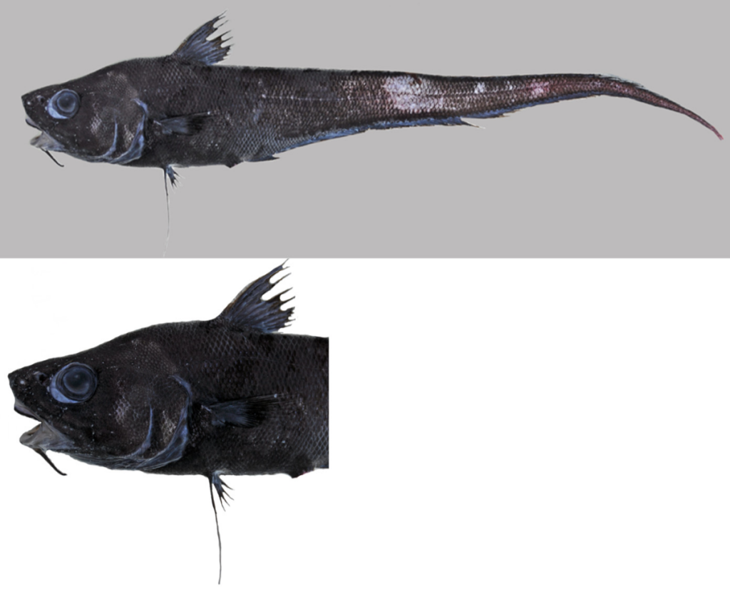 Coryphaenoides carminifer (Coryphaenoides carminifer) |commons:File:Coryphaenoides carminifer.png