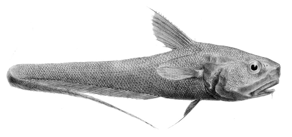Coryphaenoides fernandezianus (Coryphaenoides fernandezianus) |commons:File:Coryphaenoides fernandezianus.jpg