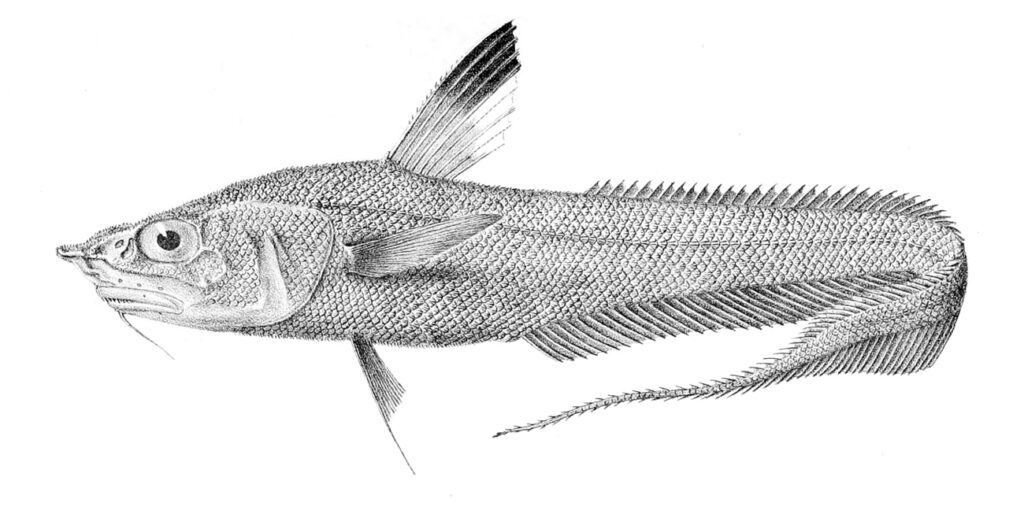 Coryphaenoides ferrieri (Coryphaenoides ferrieri) |commons:File:Coryphaenoides ferrieri.jpg