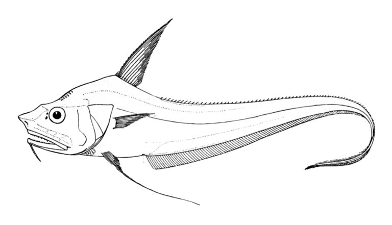 Coryphaenoides mediterraneus (Coryphaenoides mediterraneus) |commons:File:Coryphaenoides mediterraneus.jpg