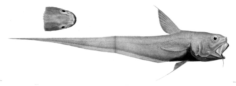 Coryphaenoides murrayi (Coryphaenoides murrayi) |commons:File:Coryphaenoides murrayi.jpg