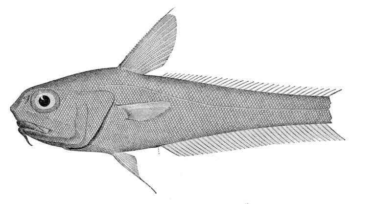 Coryphaenoides spinulosus (Coryphaenoides spinulosus) |commons:File:Coryphaenoides spinulosus.jpg
