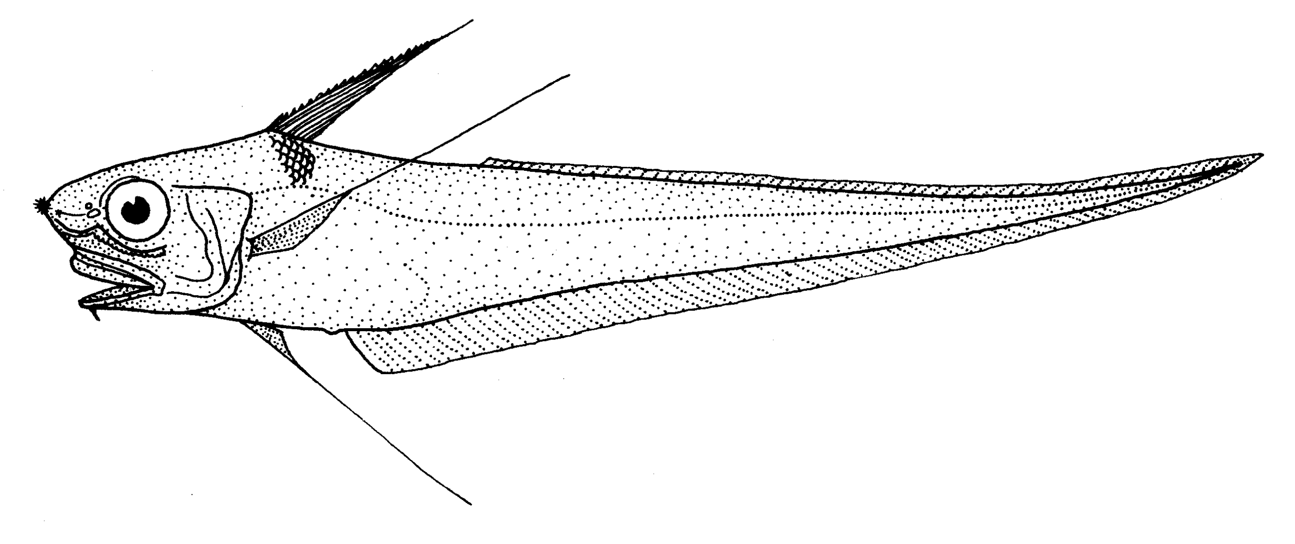 Coryphaenoides subserrulatus (Coryphaenoides subserrulatus) |commons:File:Coryphaenoides subserrulatus (Longrayed whiptail).gif