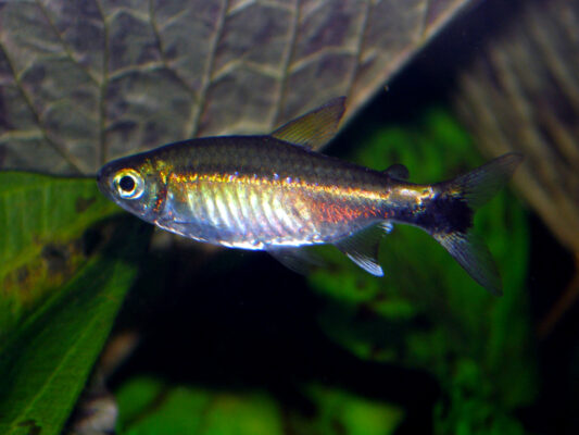 Costello Tetra (Hemigrammus hyanuary) |commons:File:Hemigrammus hyanuary thomnight 001.jpg