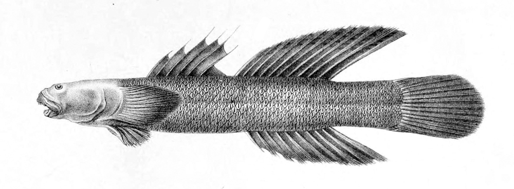 Cotylopus acutipinnis (Cotylopus acutipinnis) |commons:File:Cotylopus acutipinnis.jpg