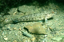 Couch's goby (Gobius couchi) |commons:File:Gobius couchi.jpg