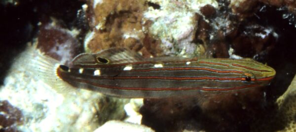 Court Jester Goby (Koumansetta rainfordi) |commons:File:Koumansetta rainfordi.jpg