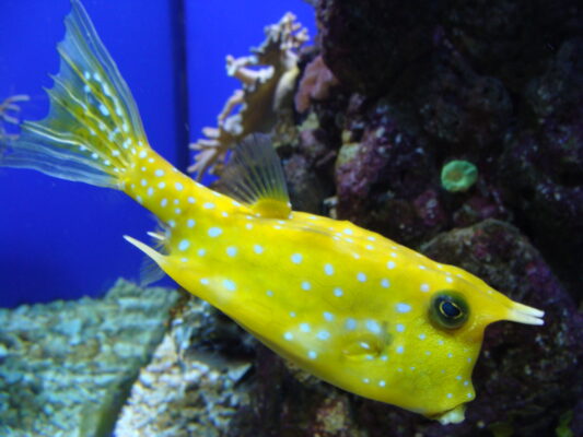 Cowfish (Lactoria cornuta) |commons:File:Lactoria cornuta.002 - Aquarium Finisterrae.JPG