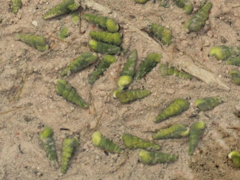 Coxiella pyrrhostoma Coxiella pyrrhostoma