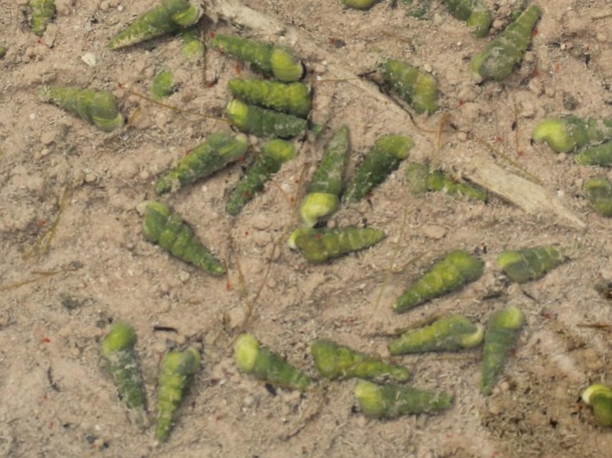 Coxiella pyrrhostoma Coxiella pyrrhostoma