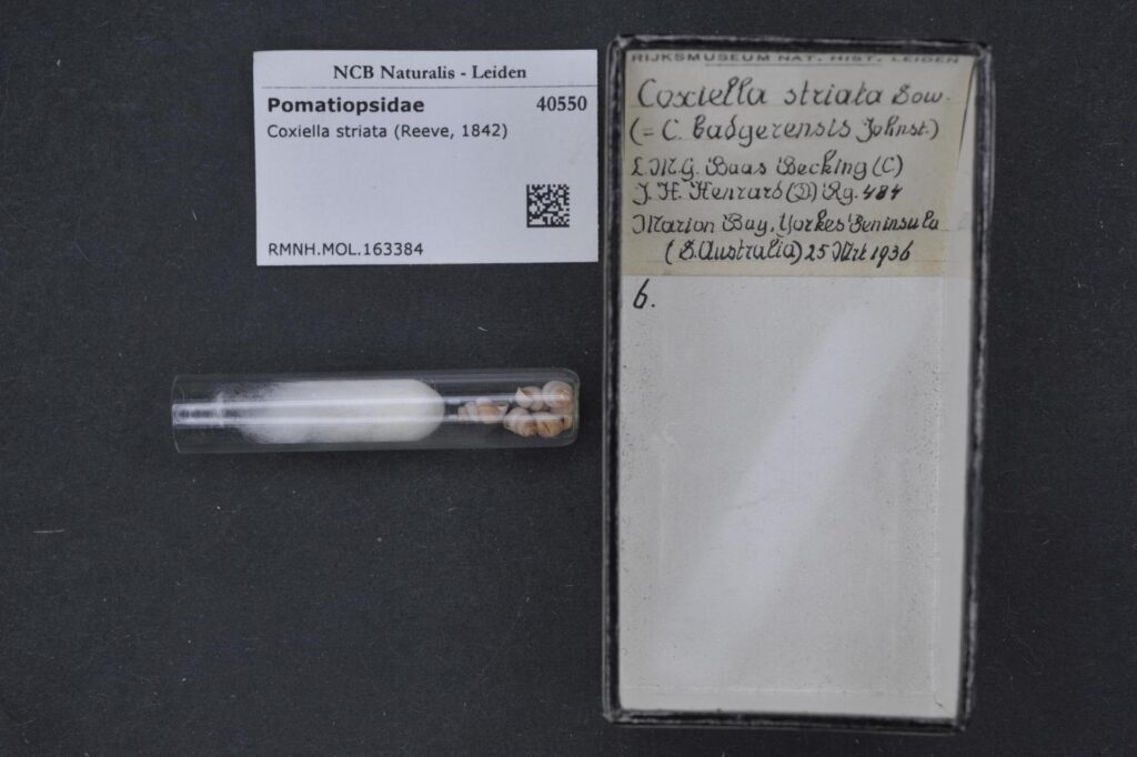 Coxiella striata Coxiella striata