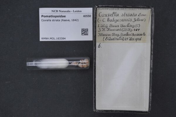 Coxiella striata Coxiella striata