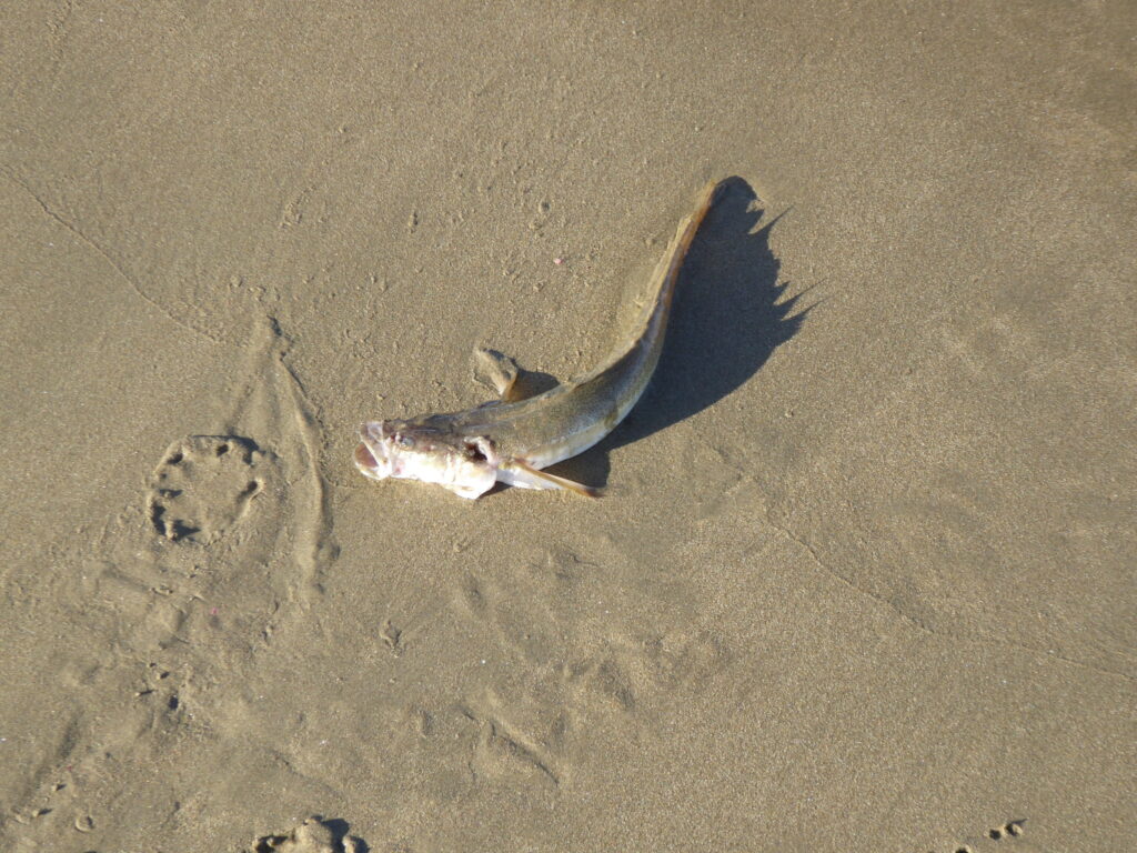 Crapatalus angusticeps (Crapatalus angusticeps) |commons:File:Crapatalus angusticeps (1).jpg