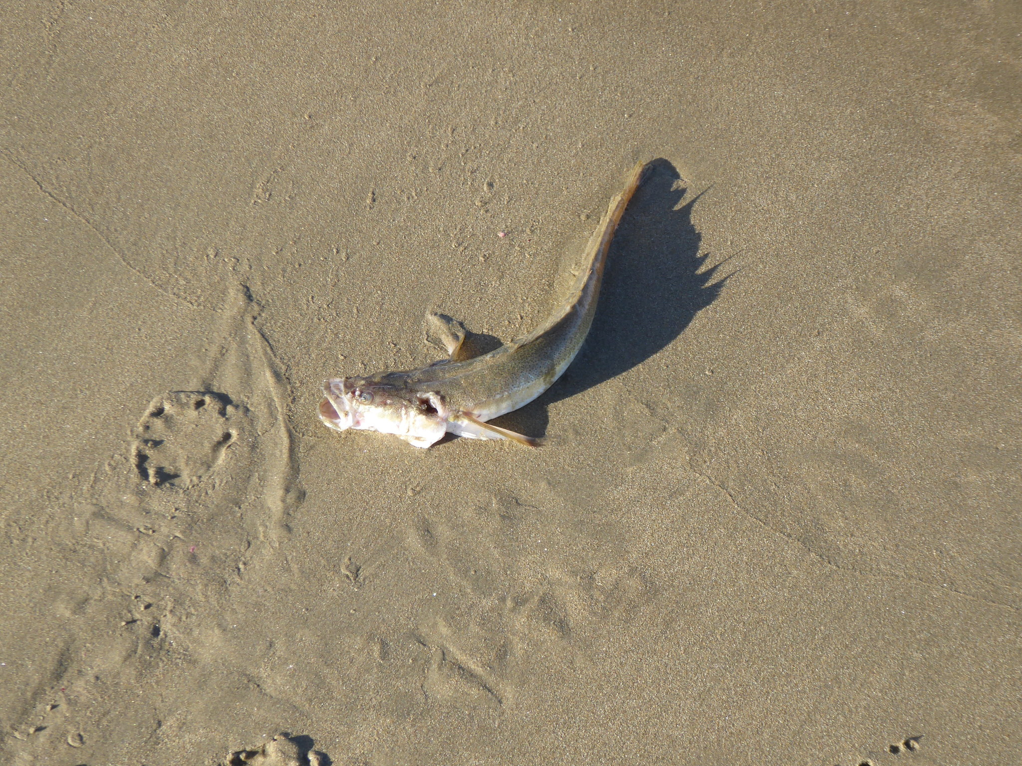 Crapatalus angusticeps (Crapatalus angusticeps) |commons:File:Crapatalus angusticeps (1).jpg