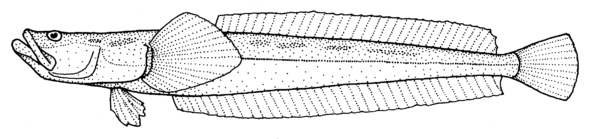 Crapatalus novaezelandiae (Crapatalus novaezelandiae) |commons:File:Crapatalus novaezelandiae (New Zealand sand stargazer).gif
