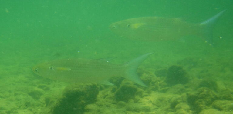 Crenimugil buchanani (Crenimugil buchanani) |commons:File:Crenimugil buchanani.jpg