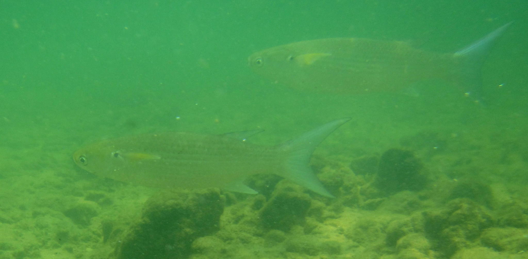 Crenimugil buchanani (Crenimugil buchanani) |commons:File:Crenimugil buchanani.jpg