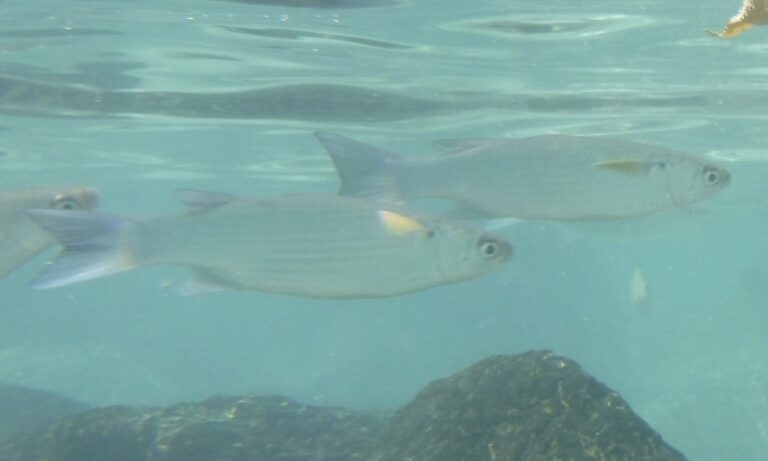 Crenimugil heterocheilos (Crenimugil heterocheilos) |commons:File:Crenimugil heterocheilos.jpg