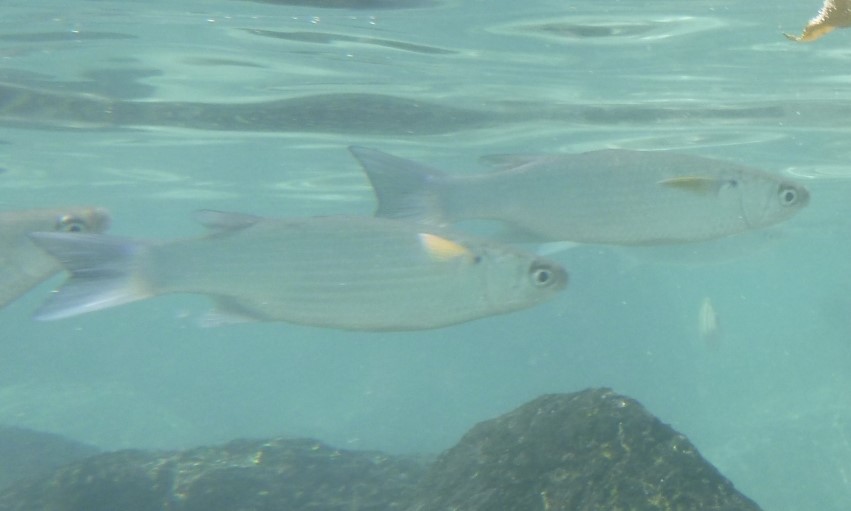 Crenimugil heterocheilos (Crenimugil heterocheilos) |commons:File:Crenimugil heterocheilos.jpg