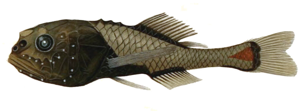 Crested Bigscale (Poromitra crassiceps) |commons:File:Poromitra crassiceps.jpg