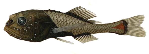 Crested Bigscale (Poromitra crassiceps) |commons:File:Poromitra crassiceps.jpg