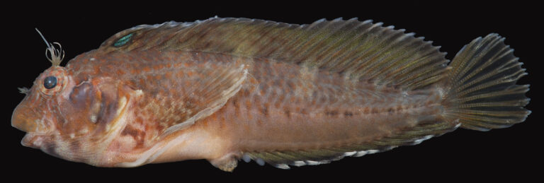 Crested Blenny (Hypleurochilus geminatus) |commons:File:Hypleurochilus geminatus NC 0112 (25106070557).jpg