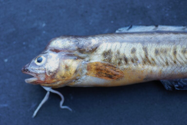 Crested Cusk-eel (Ophidion josephi) |commons:File:Ophidion josephi.jpg