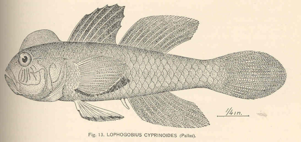 Crested Goby (Lophogobius cyprinoides) |commons:File:FMIB 39794 Lophogobius cyprinoides (Pallas).jpeg