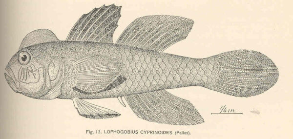 Crested Goby (Lophogobius cyprinoides) |commons:File:FMIB 39794 Lophogobius cyprinoides (Pallas).jpeg