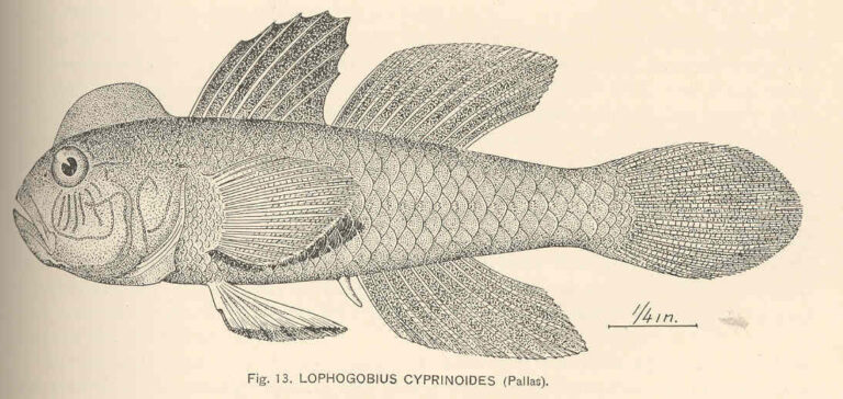 Crested Goby (Lophogobius cyprinoides) |commons:File:FMIB 39794 Lophogobius cyprinoides (Pallas).jpeg