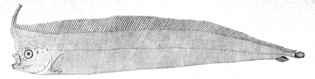 Crested Oarfish (Lophotus lacepede) |commons:File:Lophotus lacepede.jpg
