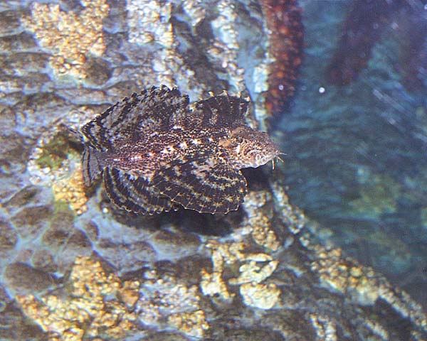 Crested Sculpin (Blepsias bilobus) |commons:File:Blepsias bilobus.jpg