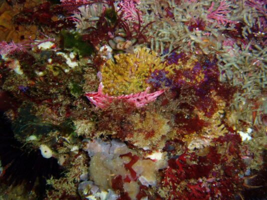 Crevice Kelpfish (Gibbonsia montereyensis) |commons:File:Gibbonsia montereyensis.jpg