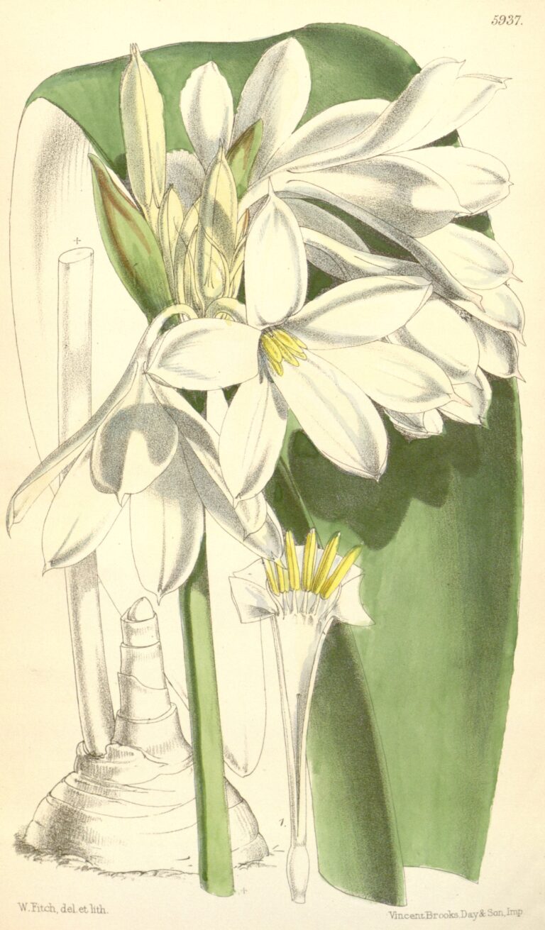 Crinum Brachynema (Crinum brachynema) |commons:File:Crinum brachynema.jpg