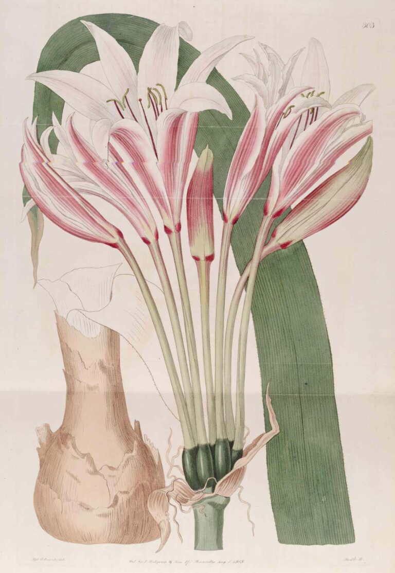 Crinum Bulbispermum (Crinum bulbispermum) |commons:File:303 Crinum bulbispermum.jpg