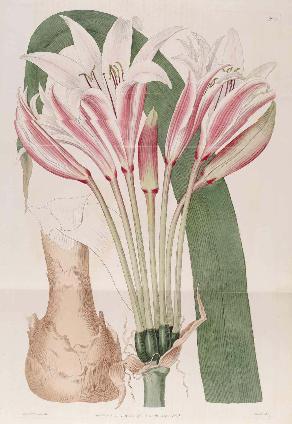 Crinum Bulbispermum (Crinum bulbispermum) |commons:File:303 Crinum bulbispermum.jpg