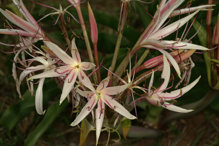 Crinum Buphanoides (Crinum buphanoides) |commons:File:Crinum buphanoides 1DS-II 1-0578.jpg