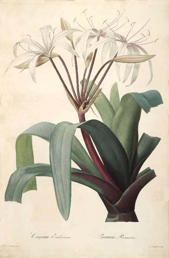 Crinum Erubescens (Crinum erubescens) |commons:File:Crinum erubescens.jpg