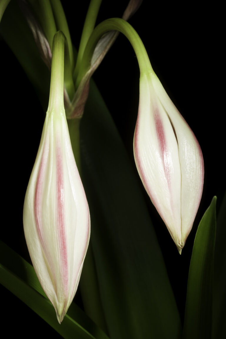 Crinum Fimbriatulum (Crinum fimbriatulum) |commons:File:Crinum fimbriatulum Baker, J. Bot. 16 196 (1878). (51235043158).jpg