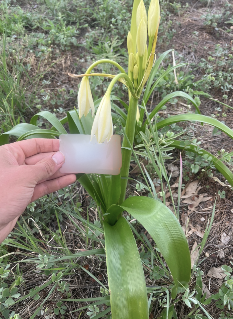 Crinum Flaccidum (Crinum flaccidum) |commons:File:Crinum Flaccidum 1.png