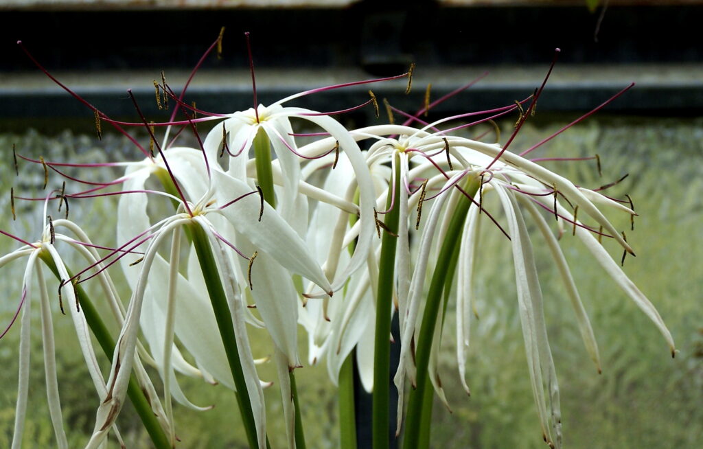 Crinum Kunthianum (Crinum kunthianum) |commons:File:Crinum kunthianum 001.jpg