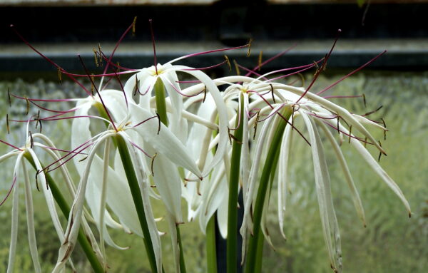 Crinum Kunthianum (Crinum kunthianum) |commons:File:Crinum kunthianum 001.jpg