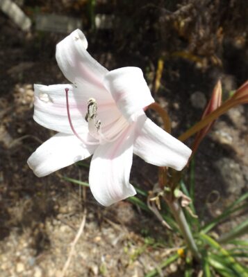 Crinum Lugardiae (Crinum lugardiae) |commons:File:Crinum lugardiae.jpg