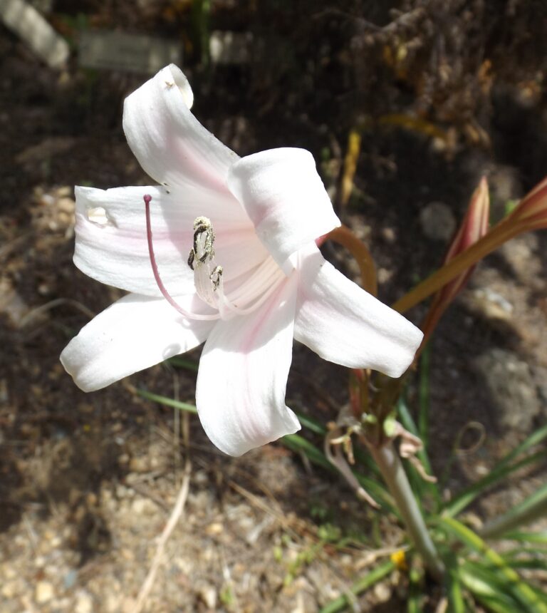 Crinum Lugardiae (Crinum lugardiae) |commons:File:Crinum lugardiae.jpg