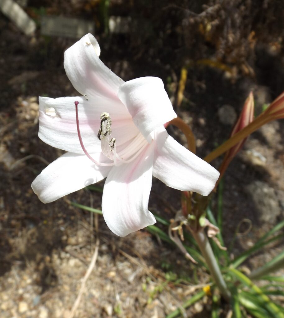 Crinum Lugardiae (Crinum lugardiae) |commons:File:Crinum lugardiae.jpg