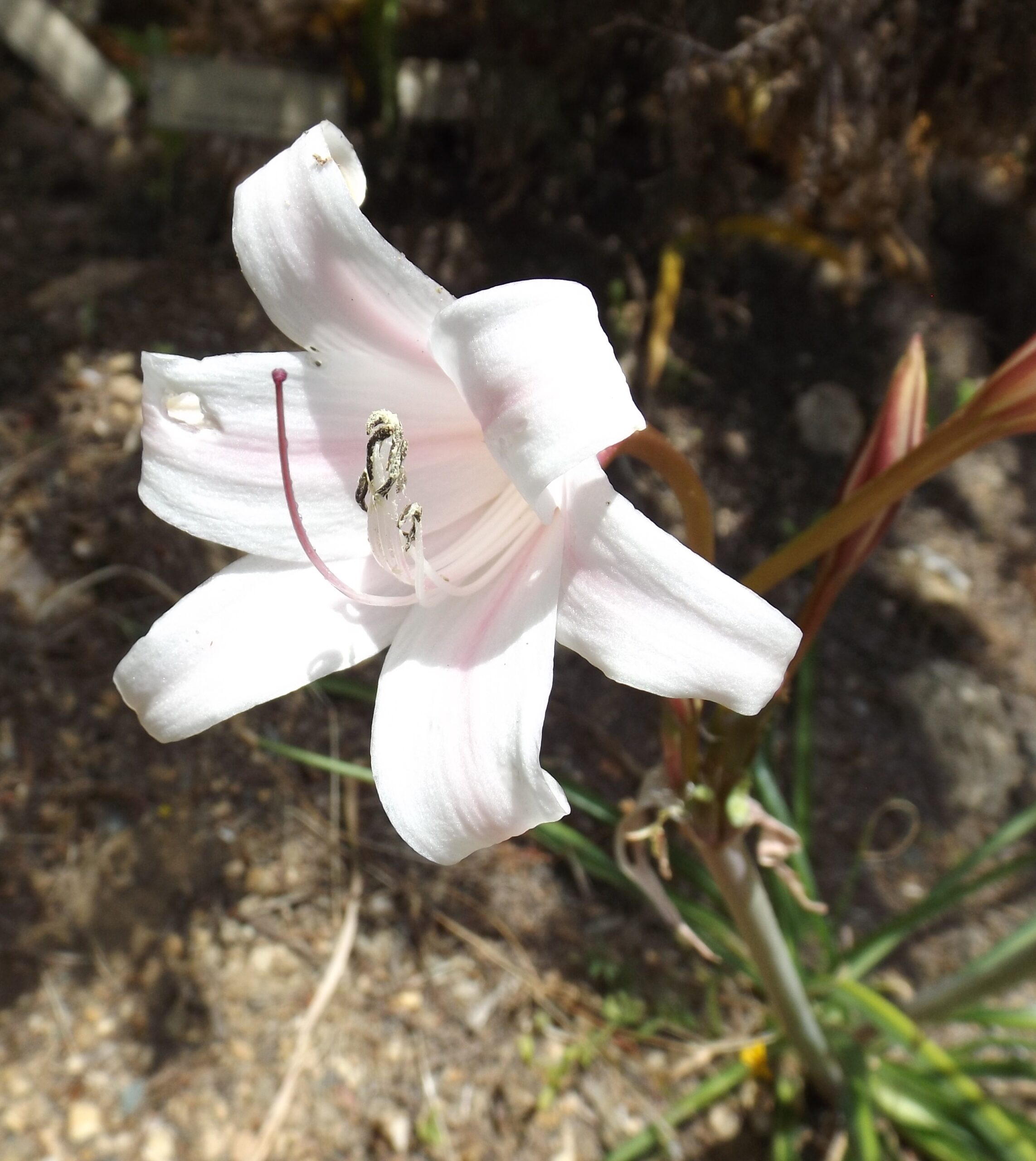 Crinum Lugardiae (Crinum lugardiae) |commons:File:Crinum lugardiae.jpg