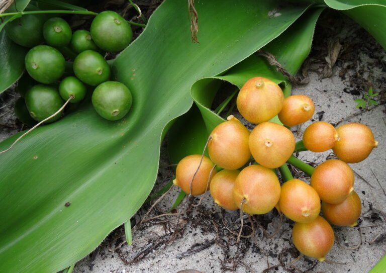 Crinum Stuhlmannii (Crinum stuhlmannii) |commons:File:Crinum stuhlmannii - fruits (11774068955).jpg