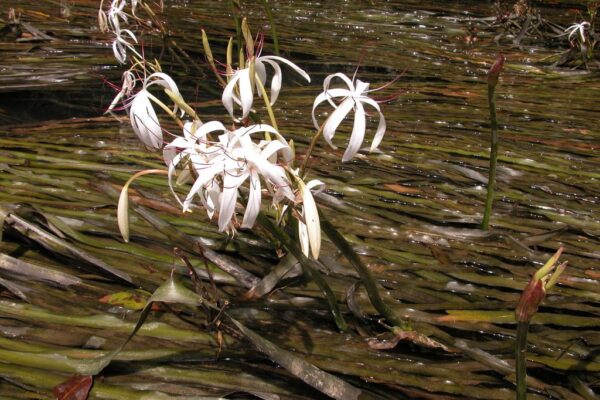 Crinum Thaianum (Crinum thaianum) |commons:File:Crinum thaianum in Thailand.jpg